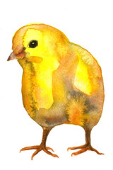 Watercolor chicken