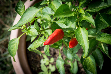Peperoncini in giardino
