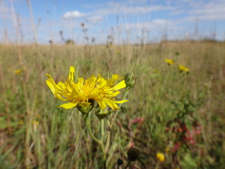 Поле с начинающей желтеть травой в осенний солнечный день