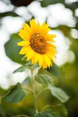 Bright yellow sunflowers