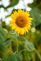 Fototapeta premium Bright yellow sunflowers