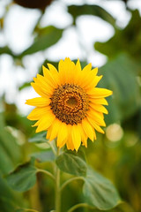 Bright yellow sunflowers