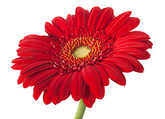 Red gerber flower