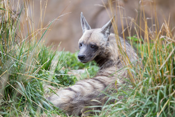 Striped hyena Hyaena Hyaena, observing surroundings.