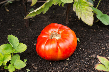 organic tomato on ground