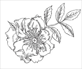 Vintage floral highly detailed hand drawn rose flower stem with roses and leaves.  tattoo design element. 