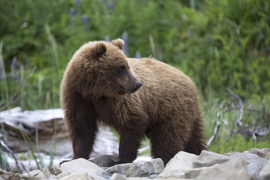 Portrait of wild free roaming brown bear