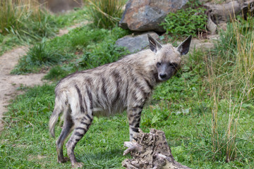 Striped hyena Hyaena Hyaena, observing surroundings.