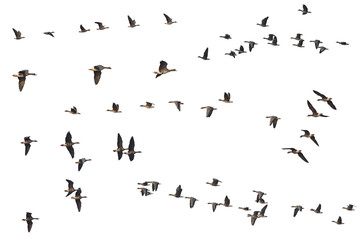 Collection of isolated flying geese skeins on white background for copy space. This migratory bird...