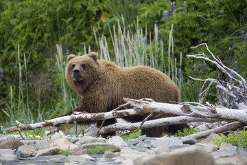 Fototapeta na wymiar Portrait of wild free roaming brown bear