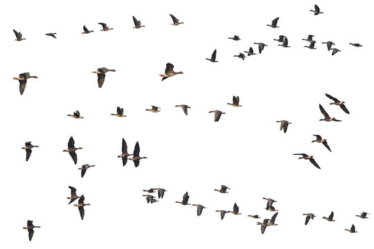 Collection of isolated flying geese skeins on white background for copy space. This migratory bird specie is Greater White-fronted Goose (Anser albifrons), native for USA, Canada, UK, Europe and Asia.