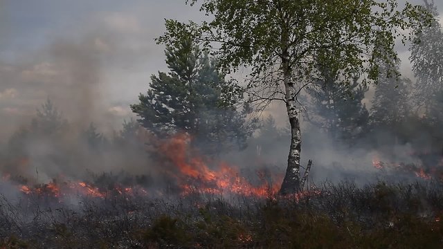 Dry heath with sparse wood in fire. Birch and pine branches swaying in the wind and heat of fire.