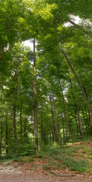 Fototapeta woods