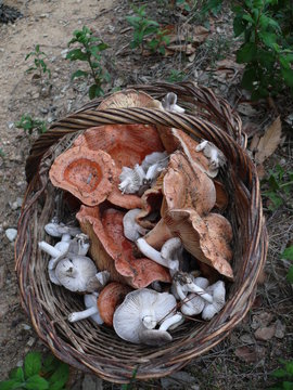 basket mushrooms: Lactarius deliciosus, Tricholoma terreum and boletus