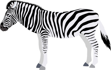 vector zebra