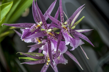 Brassia orchid