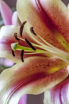 oriental lily , Lilium cernuum