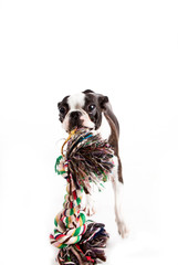 Boston Terrier mit Spielzeug 2