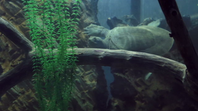 Chinese softshell turtle 