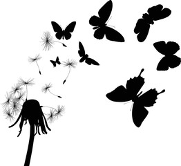 black dandelion and flying butterflies