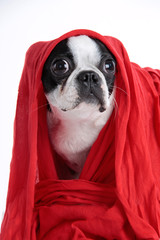 Boston Terrier mit rotem Tuch 2