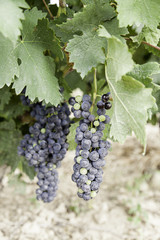 Black grapes in a vineyard