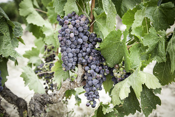 Black grapes in a vineyard