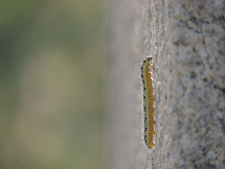 Caterpillar climbing up the stone surface of a statue