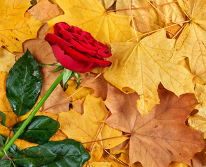 red rose on yellow autumn leaves background