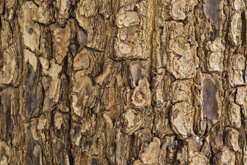 Tree trunk bark texture