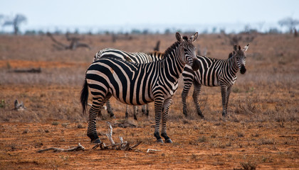 Fototapeta na wymiar Zebras, Tsavo East National Park