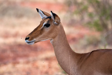 Impala , Tsavo East National Park