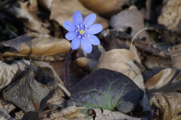 Hepatica nobilis