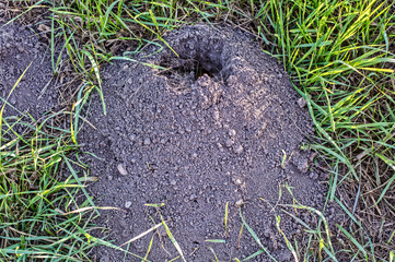 Maulwurfshügel