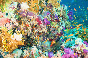 Fototapeta na wymiar Colorful Coral Reef