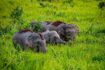 Full frame close up of Wild elephants walking on blady grass  - obrazy, fototapety, plakaty