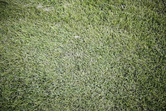 Textured background of grass