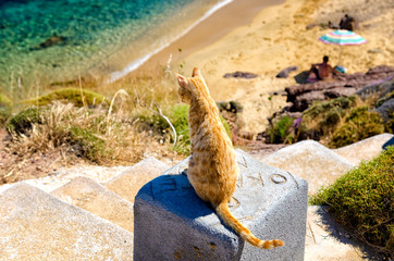 Cat watching over Platanias beach in Mykonos, Greece