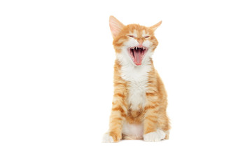 kitten yawning