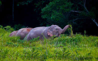 Wild elephants pulling blady grass 