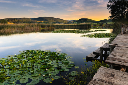 Nimphaeas alba in Colfiorito Lake, Italy