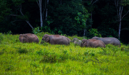 Wild elephant walking in blady grass filed with forest background 