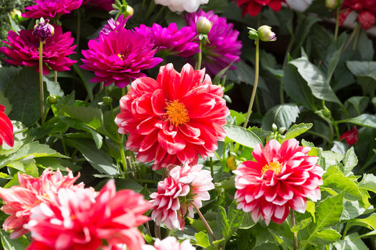 Multi-colored dahlias blossom on a bed