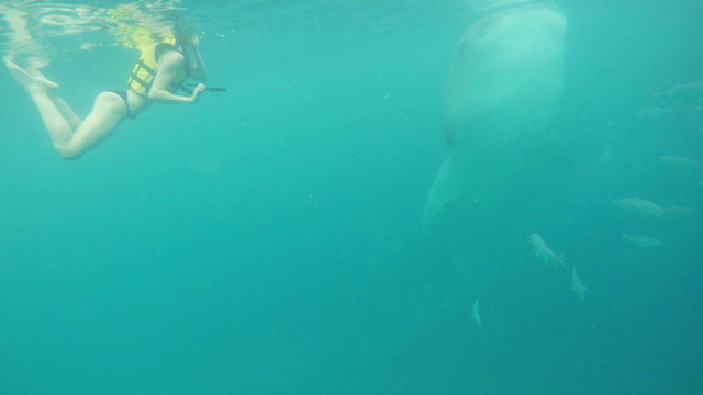 Woman swimming with a giant whale shark in the tropical waters of the Philippines