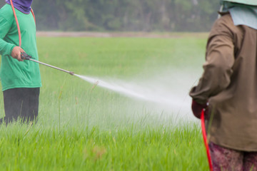 farmer spraying pesticide in the rice field