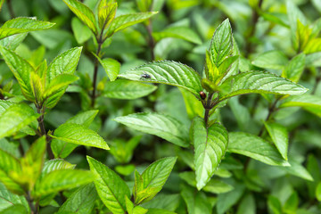 Pfefferminze im Kräutergarten