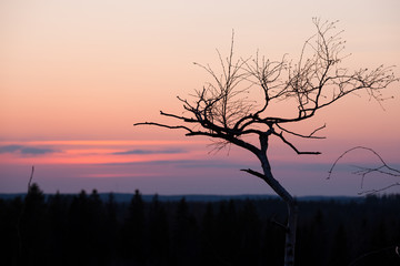 Small tree silhouette after sunset