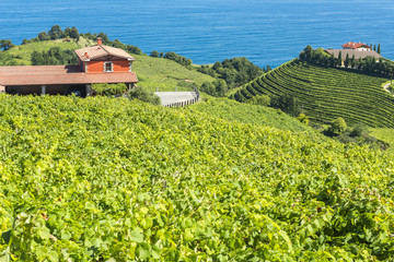 Fototapeta na wymiar Vineyards and wine cellar with the Cantabrian sea in the background, Getaria (Spain)