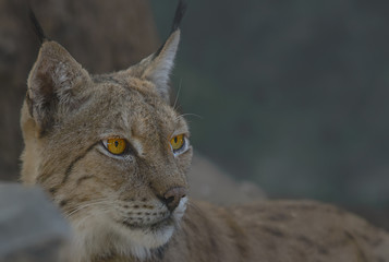 mirada de lince