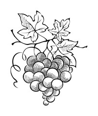 Graphic illustration, design element - grapes in the shape of a heart